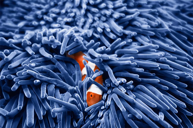 小丑魚和???jpg 小丑魚和海葵