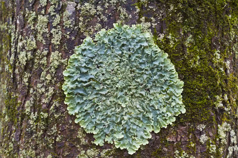 常見的綠盾地衣.jpg 常見的綠盾地衣