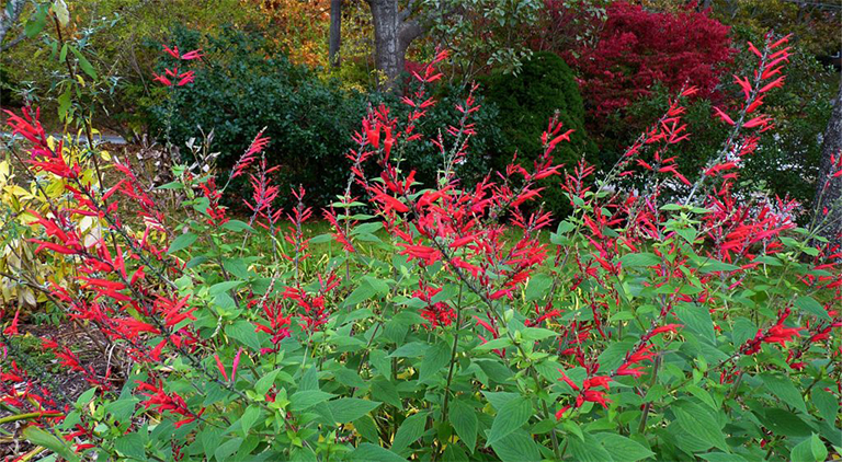 菠蘿鼠尾草.jpg 菠蘿鼠尾草