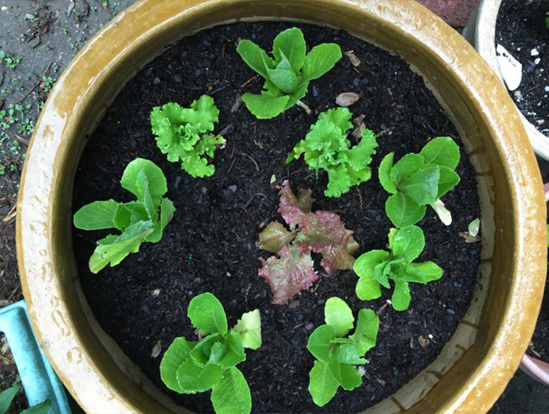 長(zhǎng)葉萵苣.jpg 長(zhǎng)葉萵苣