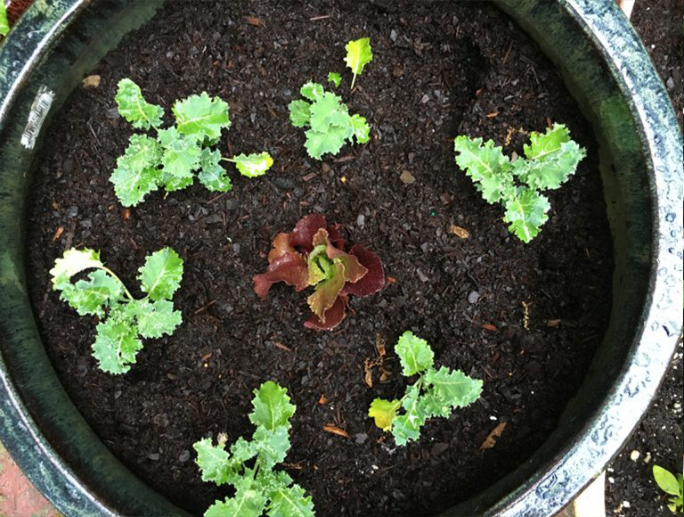 羽衣甘藍(lán).jpg 羽衣甘藍(lán)