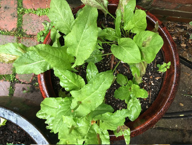 羽衣甘藍(lán).jpg 羽衣甘藍(lán)