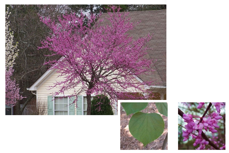 開花的樹木.jpg 開花的樹木