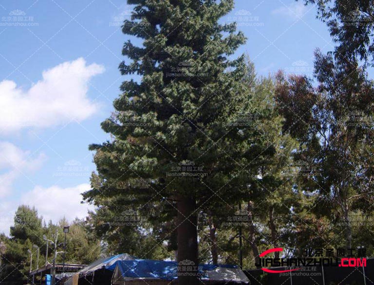 仿真樹.jpg 仿真樹