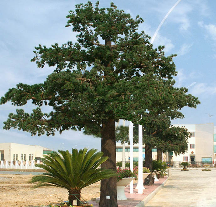 仿真樹.jpg 仿真樹.jpg